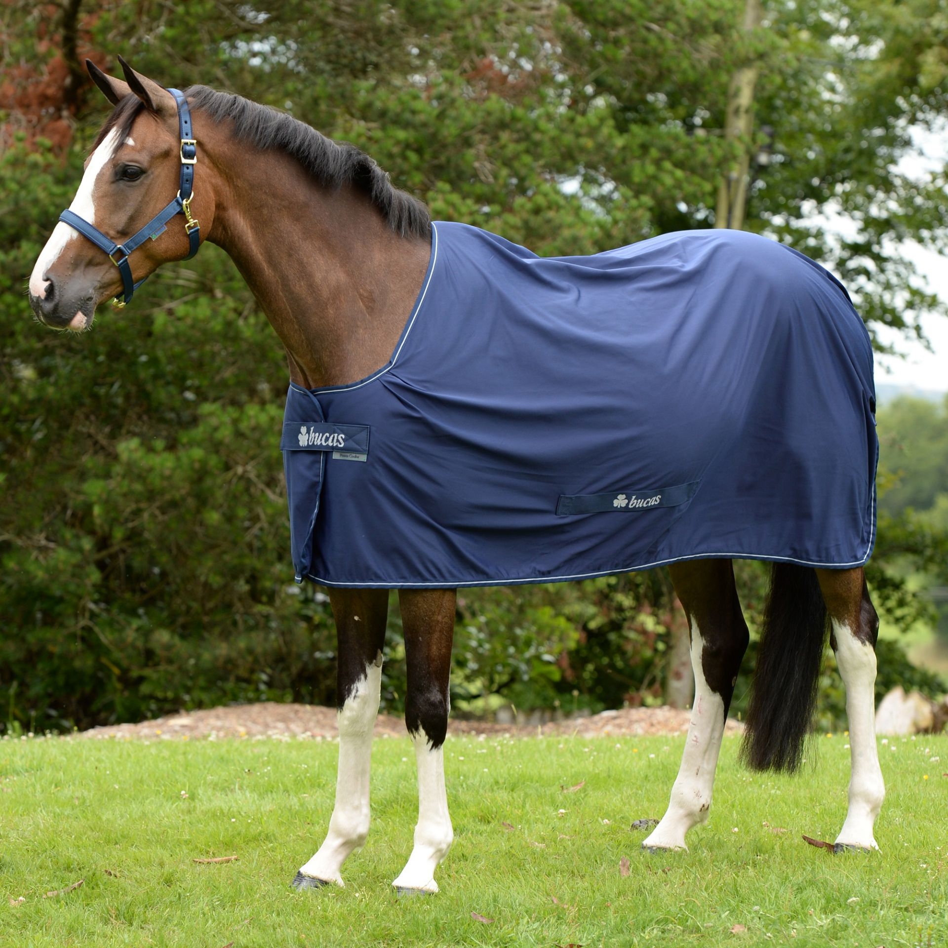 Toklat Shamrock Power Cooler